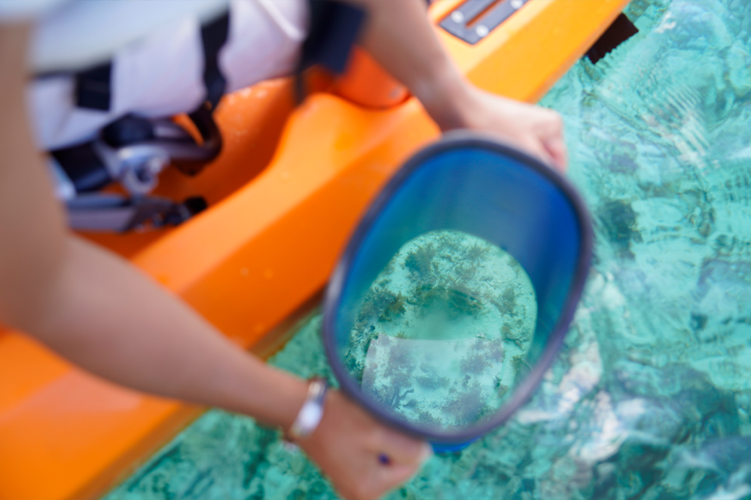 カクレクマノミ